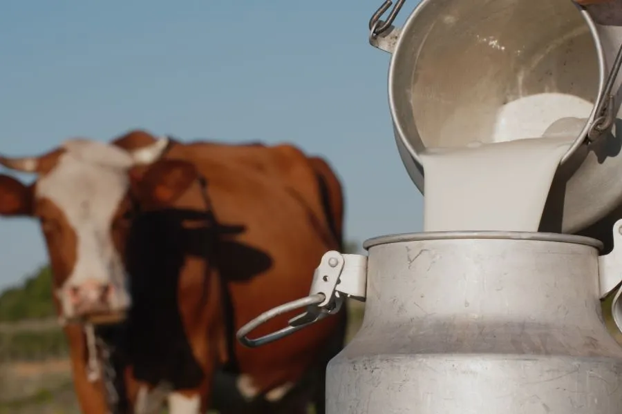 farmer pouring milk into barrel with cow in background
